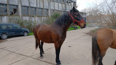 Chivilcoy: Pusieron a resguardo equinos que se encontraban sueltos en la Avenida Ortíz al 800